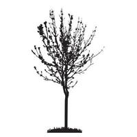 Tree Silhouette Isolated on White Backgorund. Vecrtor Illustrati vector