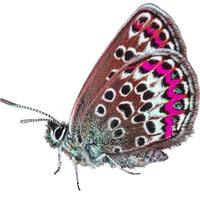 mariposa púrpura con alas grandes ala de mariposa dama barriendo sobre blanco. foto