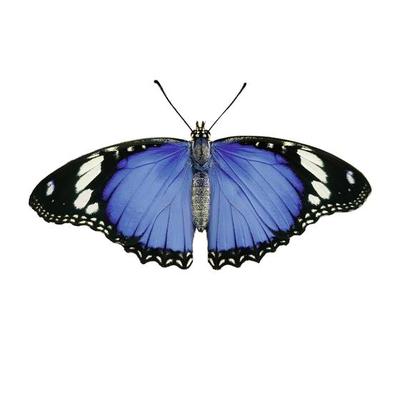 Light Blue Butterfly Wings 