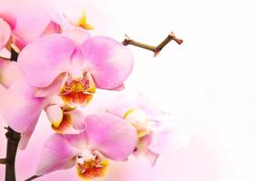 orquídea rosa claro hermosa flor y mariposas revoloteando rama dibujada a mano en blanco foto