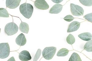 circle gray leaf white wreath frame made fresh thyme spice isolated on white. photo