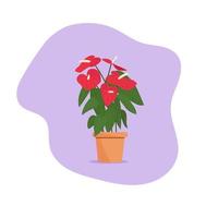 Beautiful flower in a pot. Plant in a pot. Anthurium vector