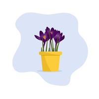 Beautiful flower in a pot. Plant in a pot. Crocus vector