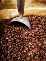 coffee beans in a sack with a coffee spoon photo