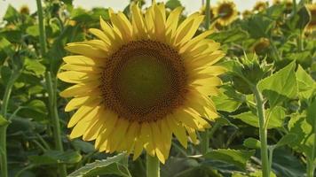 Sonnenblumen Feldansicht Nahaufnahme