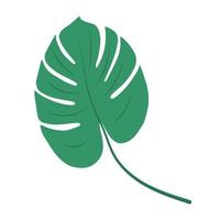 hoja de monstera deliciosa, elemento herbal. vector