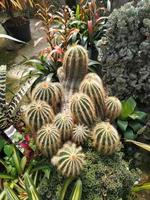cactus amarillo en una olla foto