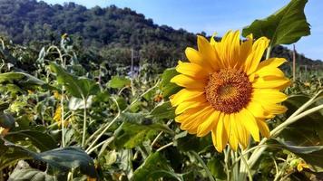 girasoles con hojas verdes contra un telón de fondo de montaña foto