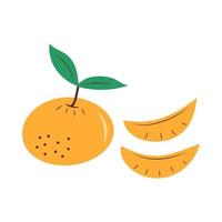 Tangerine with leaves and slices. Mandarin New Year fruit. vector