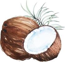 Coconut watercolor 4 vector