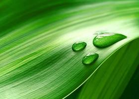 Ramo de palma verde ramitas verdes vista de la naturaleza de plantas de hojas abstractas verdes naturales en verde foto
