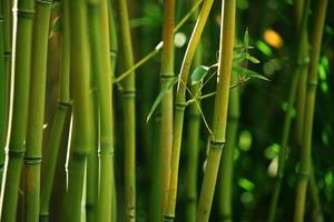 Ramo de bambú verde ramitas verdes vista de la naturaleza de plantas de hojas abstractas verdes naturales en blanco