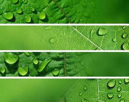 Ramo de palma verde ramitas verdes vista de la naturaleza de plantas de hojas abstractas verdes naturales en verde foto