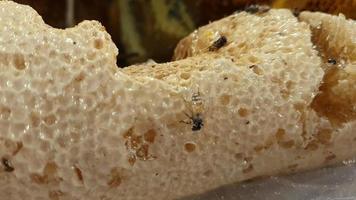 Bees on the honeycomb. Honeycomb with bee bread. video