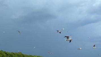 gaivotas voam no céu e algumas flutuam na água.