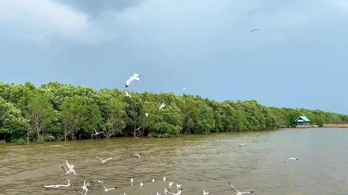 海鷗影片