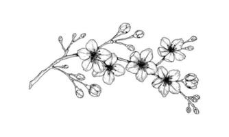Hand drawn cherry blossom branch. Vector illustration in sketch style. Vintage spring flowers.