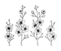 Set of cherry blossom branch. Vector illustration in sketch style isolated on white. Beautiful spring design elements.