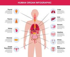 complete human organ body infographic illustration vector
