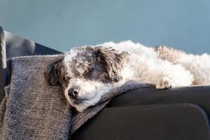 Cute mixed breed dog sleeping in living room on the sofa photo