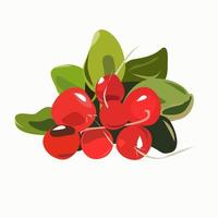 Radish with leaves as a whole on a white background vector