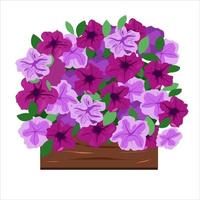 Petunias en la caja de plántulas para plantar. vector