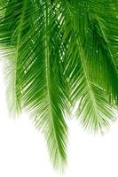 green palm bouquet green twigs nature view of natural green abstract leaf plants on white photo