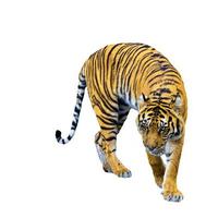 Gran tigre safari zoológico de animales colgando sus patas juntos en blanco foto