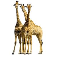 giraffe animal zoo safari hanging their paws over together on white photo