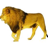 León salvaje animal zoológico safari colgando sus patas juntos en blanco foto