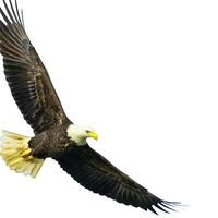 eagle animal zoo safari hanging their paws over together on white photo