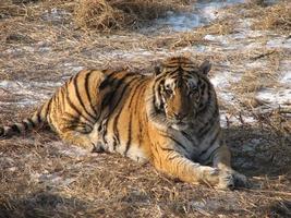 a tiger is sitting on a straw