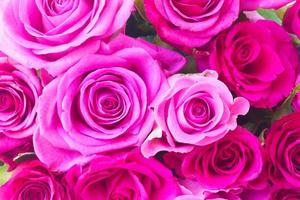 flor de color violeta claro rosa dulce hermosas flores florecientes y suave ramo floral. foto