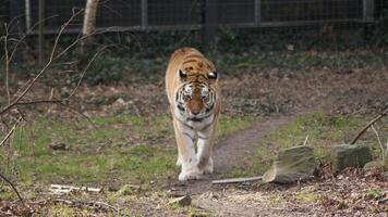 a tiger is walking on the grass in a cage photo