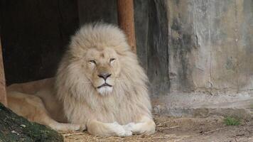 a white lion is sitting in a cage photo