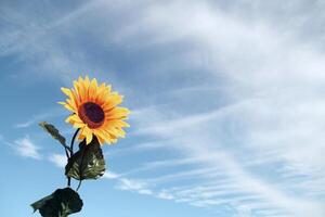 yellow sunflower summer flowers and green leaf tropical pattern on blue sky. photo