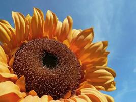 yellow sunflower summer flowers and green leaf tropical pattern on blue sky. photo