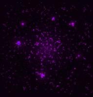 burbuja púrpura resumen fantasía galaxia brillo y remolino dinámico fractal burbujeante en púrpura.