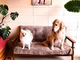 two dogs sitting sweetly on the sofa photo