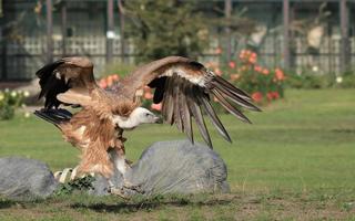 un águila marrón se alimenta de su presa en la hierba foto