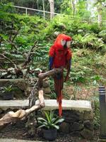 a red parrot perched on a tree trunk photo