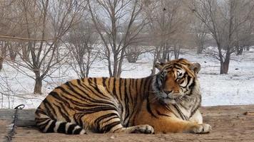 a tiger is sleeping on a rock in the background of snow photo