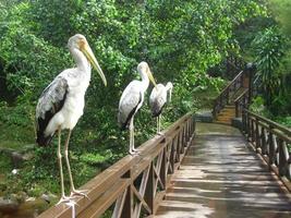 three white cranes perched on a wooden bridge photo