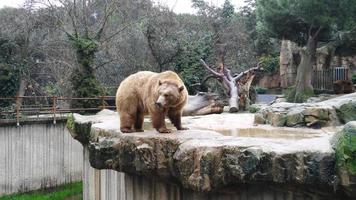 a brown bear is standing on a stone photo