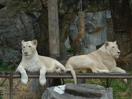 two white tigers are sitting on the wood photo
