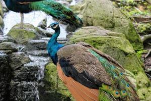 a peacock with beautiful feather colors photo