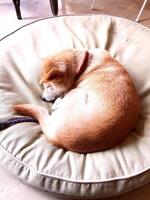 a brown dog sleeping in a circle on a pillow photo