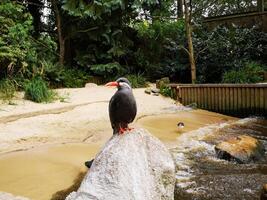 a small bird with the color of black feathers on the edge of the river photo