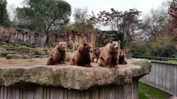 hordas de osos pardos están sentados mirando a los visitantes foto