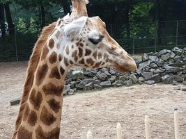 a giraffe in orange with a zoo background photo